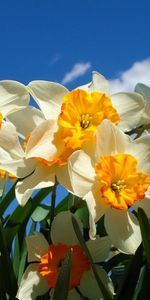 Ensoleillé,Narcisses,Parterre,Source,Fleurs,Sky,Parterre De Fleurs,Printemps