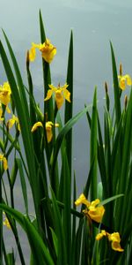 Flowers,Sky,Narcissussi,Greens,Mainly Cloudy,Overcast,Spring