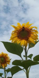 Flores,Cielo,Nubes,Par,Pareja,Girasoles