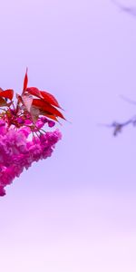 Flowers,Sky,Pink,Bush,Macro,Flowering,Branch,Flower,Bloom