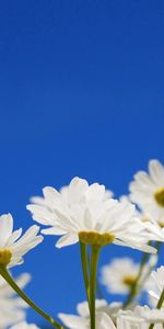 Flowers,Sky,Plant,Camomile