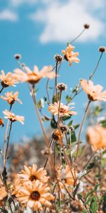 Cielo,Flores,Verano,Planta