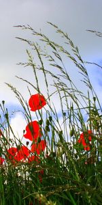 Flowers,Sky,Poppies,Clouds,Summer,Ears,Glade,Spikes,Polyana