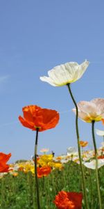 Flowers,Sky,Poppies,Different,Nature,Field