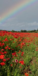 Flores,Cielo,Arco Iris,Campo,Amapolas