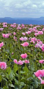 Flowers,Sky,Poppies,Glade,Pink,Horizon,Polyana