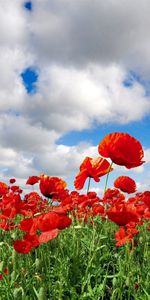 Flowers,Sky,Poppies,Greens,Clouds,Summer,Field