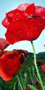 Flowers,Sky,Poppies,Greens,Field,Close Up