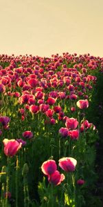 Flowers,Sky,Poppies,Road,Greens,Evening,Field