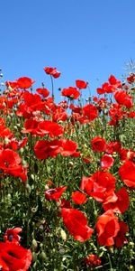 Flowers,Sky,Poppies,Summer,Glade,Polyana,Sunny,Greens