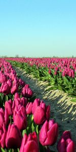 Flowers,Sky,Road,Shadow,Tulips,Plantation