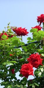 Flowers,Sky,Roses,Bush,Beauty,Greens,Bushes