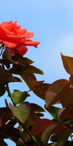 Flowers,Sky,Roses,Leaves,Bush,Garden