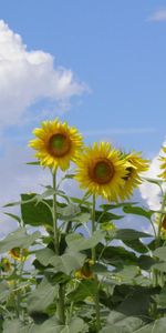 Flowers,Sky,Summer,Clouds,Field,Sunflowers