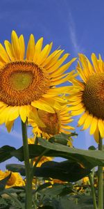 Ensoleillé,Domaine,Sky,Champ,Fleurs,Tournesols,Été