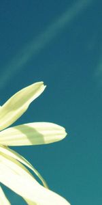 Camomille,Pollen,Sky,Fleur,Fleurs,Été