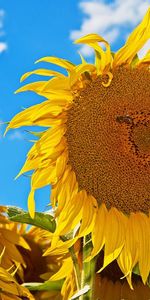 Flowers,Sky,Summer,Mood,Hats,Sunny,Sunflowers