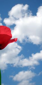 Flowers,Sky,Summer,Mood,Poppy,Field,Sunny