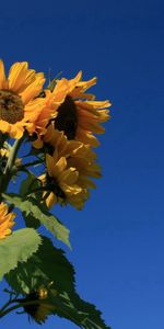 Flowers,Sky,Summer,Plant,Sunflower