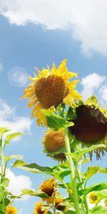 Flowers,Sky,Sun,Summer,Glare,Field,Sunflowers