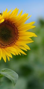 Flowers,Sky,Sunflower,Greens,Field,Nature