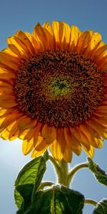 Flowers,Sky,Sunflower,Plant,Solar,Sunny