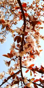 Arbre,Bois,Planter,Nature,Sky,Plante,Fleurs,Source,Floraison,Printemps