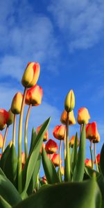 Cielo,Nubes,Cogollos,Brotes,Flores,Tulipanes