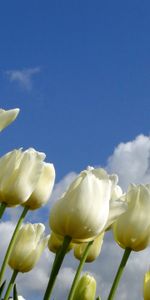 Flores,Cielo,Nubes,Primavera,Tulipanes