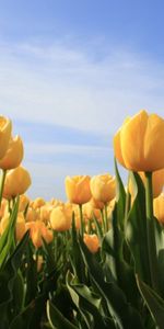 Flowers,Sky,Tulips,Sunny