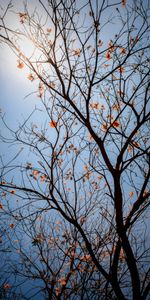 Naturaleza,Flores,Cielo,Hojas,Madera,Sucursales,Ramas,Árbol