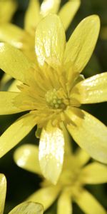 Flowers,Small,Flower,Petals