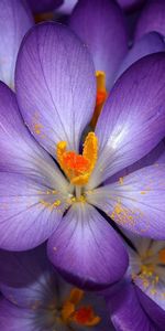 Flowers,Small,Macro,Lilac