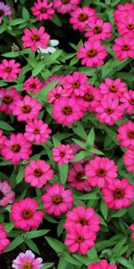 Flowers,Small,Pollen,Leaves,Greens