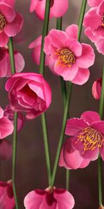 Flowers,Small,Stems,Close Up