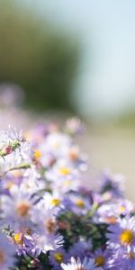 Flowers,Smooth,Blur,Daisies