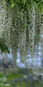 Flowers,Smooth,Branches,Clusters,Snow White,Wisteria,Blur,Bunches