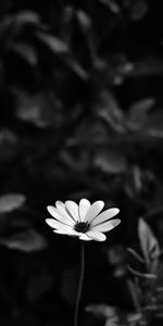 Flores,Flor,Suave,Bw,Osteospermum,Chb,Borrosidad