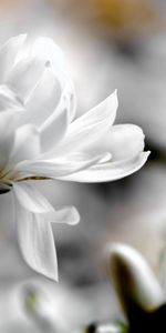 Flowers,Smooth,Magnolia,Blur,Petals,Flower