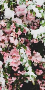 Flowers,Snow,Branches,Leaves