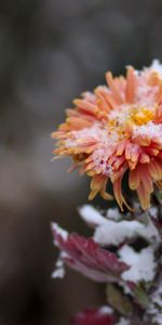 Neige,Bourgeon,Chrysanthème,Fleurs