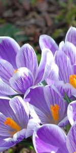 Flores,Macro,Ramo,Campanilla De Febrero,Lila,Nieve