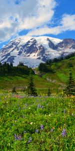 Flowers,Snow,Mountain,Vertex,Top,Snowbound,Snow Covered,Wildflowers,Nature