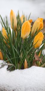 Flowers,Snow,Plants