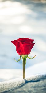 Flowers,Snow,Rose,Bud,Blur,Smooth,Rose Flower