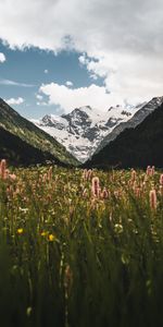 Flowers,Snow,Snow Covered,Snowbound,Slopes,Nature,Mountains