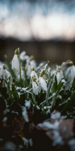 Flowers,Snow,Snowdrops,Macro,Spring