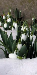 Flores,Nieve,Snowdrops,Primavera,Plantas