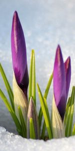 Flores,Snowdrops,Primavera,Tallo,Nieve,Madre