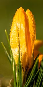 Flowers,Snowdrop,Drops,Flower